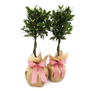aromatic pair of bay trees by giftaplant