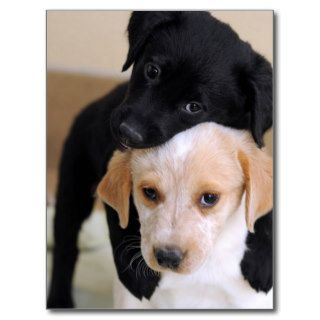 Two Labrador Puppies Postcard