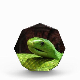 stern Green Mamba snake Award