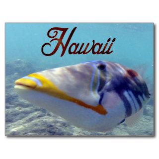 Hawaii State Fish   Humuhumunukunukuapua'a Postcard