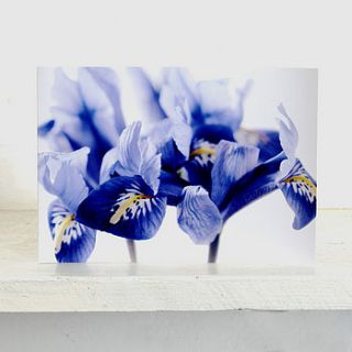 'harmony' collection of irises greetings card by elizabeth vickers photography
