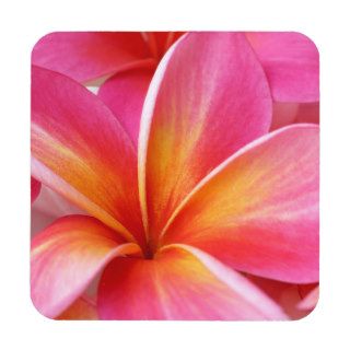 Pink Plumeria Frangipani Hawaii Flower Hawaiian Drink Coaster