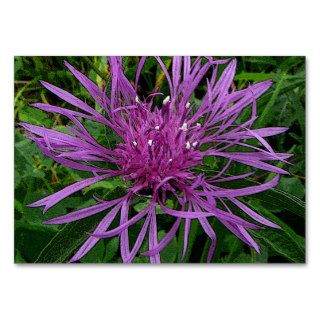Star Thistle ATC Business Card