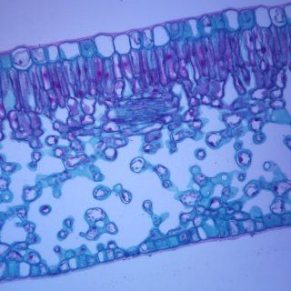 Typical Monocot and Dicot Leaves, c.s., 12 µm Microscope Slide