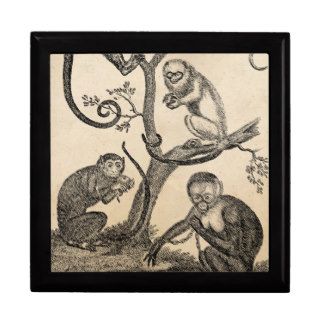 Vintage Monkey Illustration   1800's Monkeys Keepsake Box