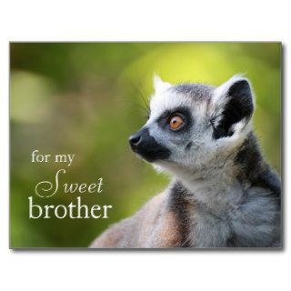 baby lemur photo postcard