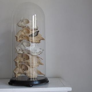 vintage style glass dome and sheep skulls by anderson masters