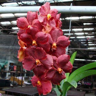 AC164 Orchid Plant Ascda Bigness X Ascda Korb fah '4N' Grocery & Gourmet Food
