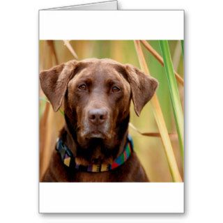 Labrador On The Lookout Greeting Cards