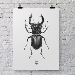 'vintage beetle insect illustration' print by oakdene designs