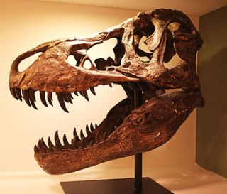 t rex skull sculpture by cambrewood