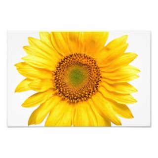 Sunny The Sunflower Photographic Print