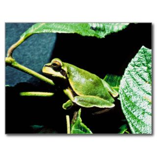 Pine Barrens tree frog Post Cards
