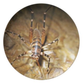 Weta creepy crawly striped insects dinner plate