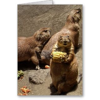 Prairie Dogs Eating Dinner 1 Card