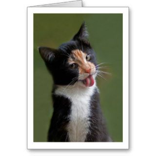 Funny Cat Licking Fur Cards