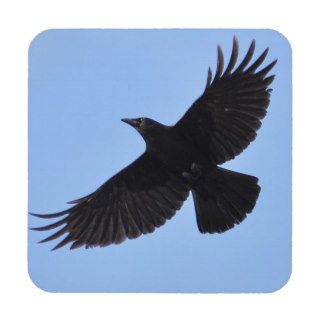 Flying Black Raven Corvid Crow lover Photo Design Drink Coaster