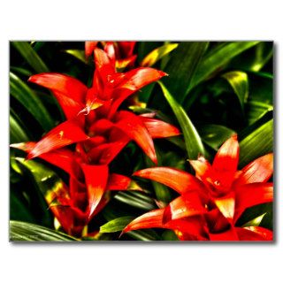Flores exóticas rojas postal de