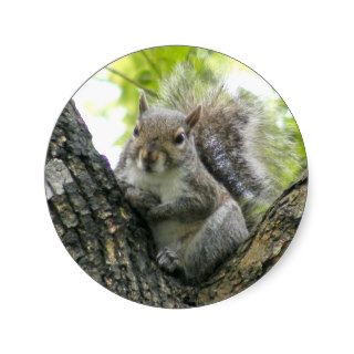 Tree Squirrel Stickers