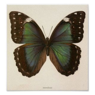 Vintage Animal Insect Butterfly Specimen Print