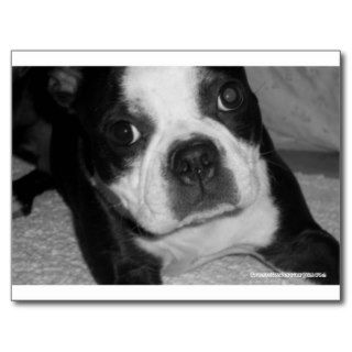Boston Terrier Pet Sympathy Cards Postcards