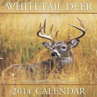 Whitetail Deer 2014 Wall Calendar 