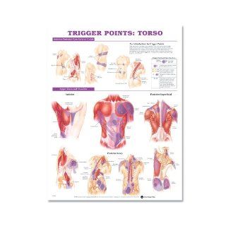 Trigger Points Torso Anatomical Chart Company 9781587798627 Books