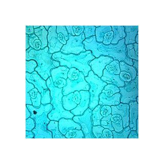 Dicot Leaf Epidermis, w.m. Microscope Slide
