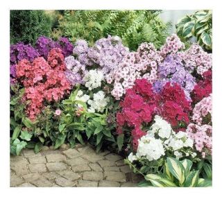 Cottage Farms 10 piece Fragrant Tall Phlox Collection —