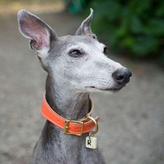 whippet collar by redhound for dogs