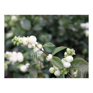 Schneebeere 'White Hedge'   Symphoricarpos doorendosii 'White Hedge' Garten