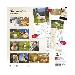 Yellow Labrador Retrievers Calendar Inc Browntrout Publishers 9781465011152 Books