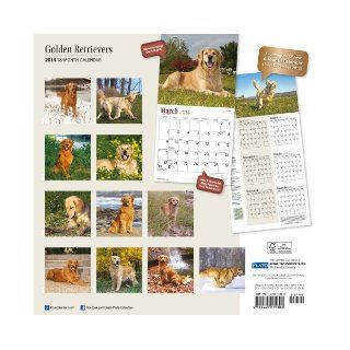 Golden Retrievers 2014 Square 12x12 Browntrout Publishers 9781465015303 Books