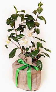 camellia japonica by trees direct
