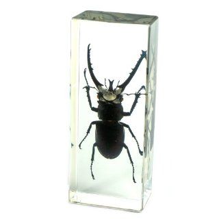 Stag Beetle Paperweight (4.4x1.6x1.1") Toys & Games