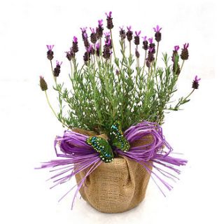 plant gift pot of french aromatic lavender by giftaplant