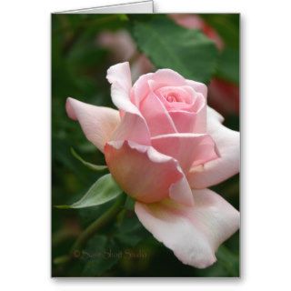Rose 216 cards