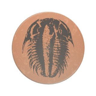 Modocia Typicalis fossil trilobite Coaster