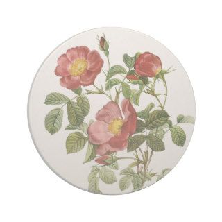 Vintage Flowers Floral Red Rose of Love by Redoute Beverage Coasters
