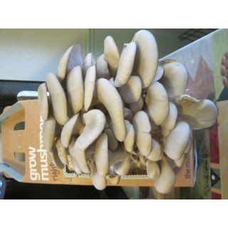 Back To The Roots Mushroom Kit  Mushrooms And Truffles  Grocery & Gourmet Food