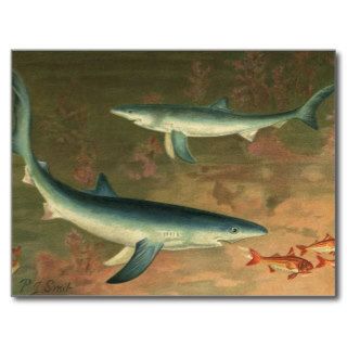 Vintage Marine Aquatic Life Blue Shark Eating Fish Post Cards