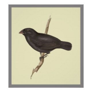 Medium Ground Finch Print