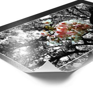 Sun Kissed Cherry Blossoms Photographic Print