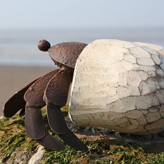painted hermit crab by buy the sea