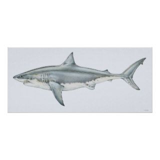 Great White Shark Posters