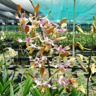 X425 Orchid Plant Dendrobium Sun Chuli Grocery & Gourmet Food