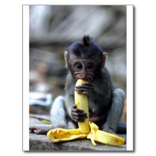 Cute baby macaque monkey eating banana post card