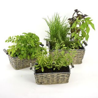 three willow and zinc planters gift boxed by plant theatre