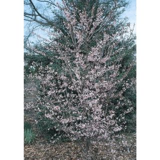 3.74 Gallon Okame Flowering Cherry (L7100)