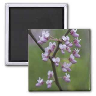Purple Flowering Tree Square Magnet